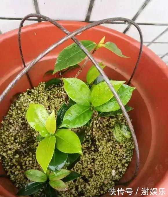 水杨酸|杜鹃茶花插不活,枝条在泥巴里打个滚,大白根呼呼长,新芽猛冒!