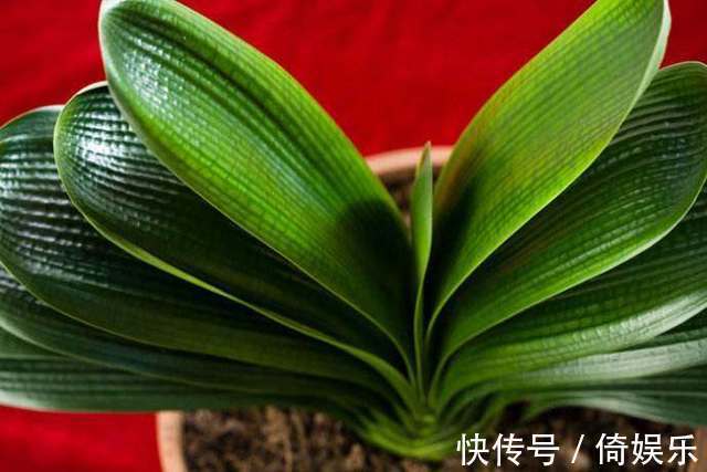 花店老板养君子兰的以下5个小窍门,用了后再也不黄叶烂根啦!