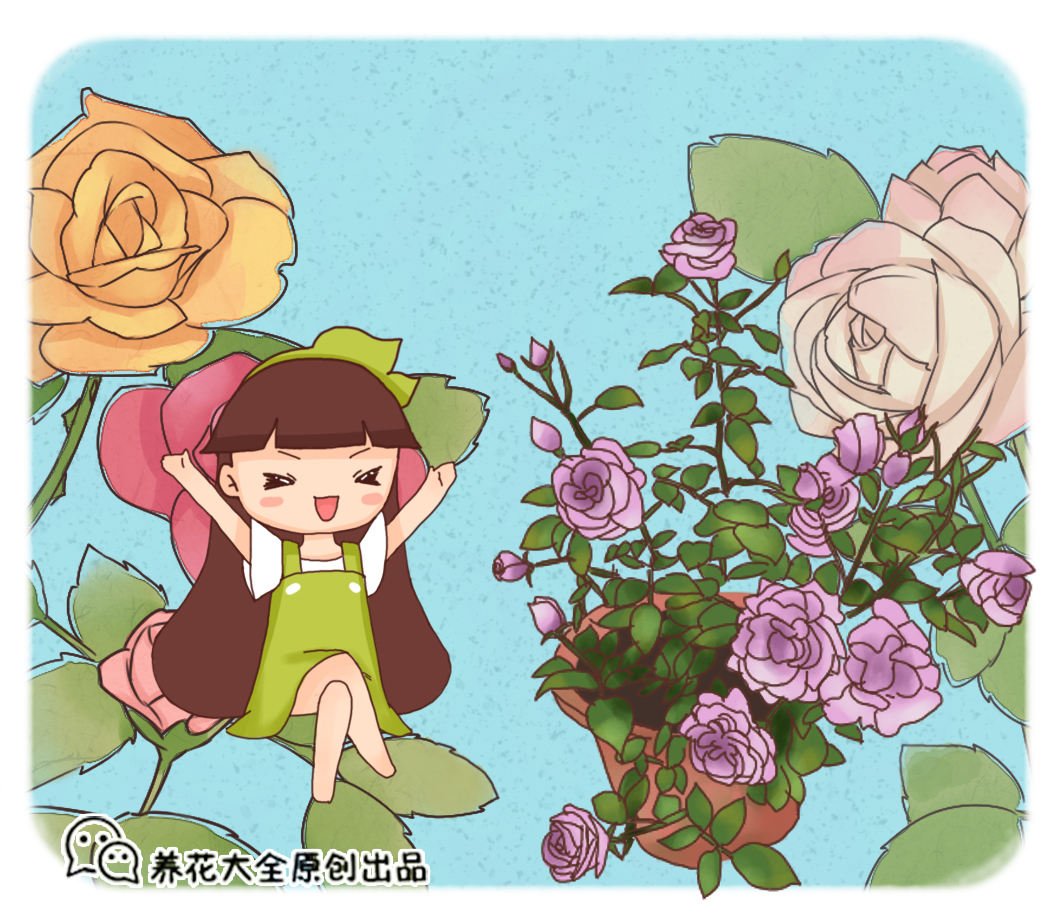 公认好养的月季品种，随便养一盆，轻松开成“大花海”