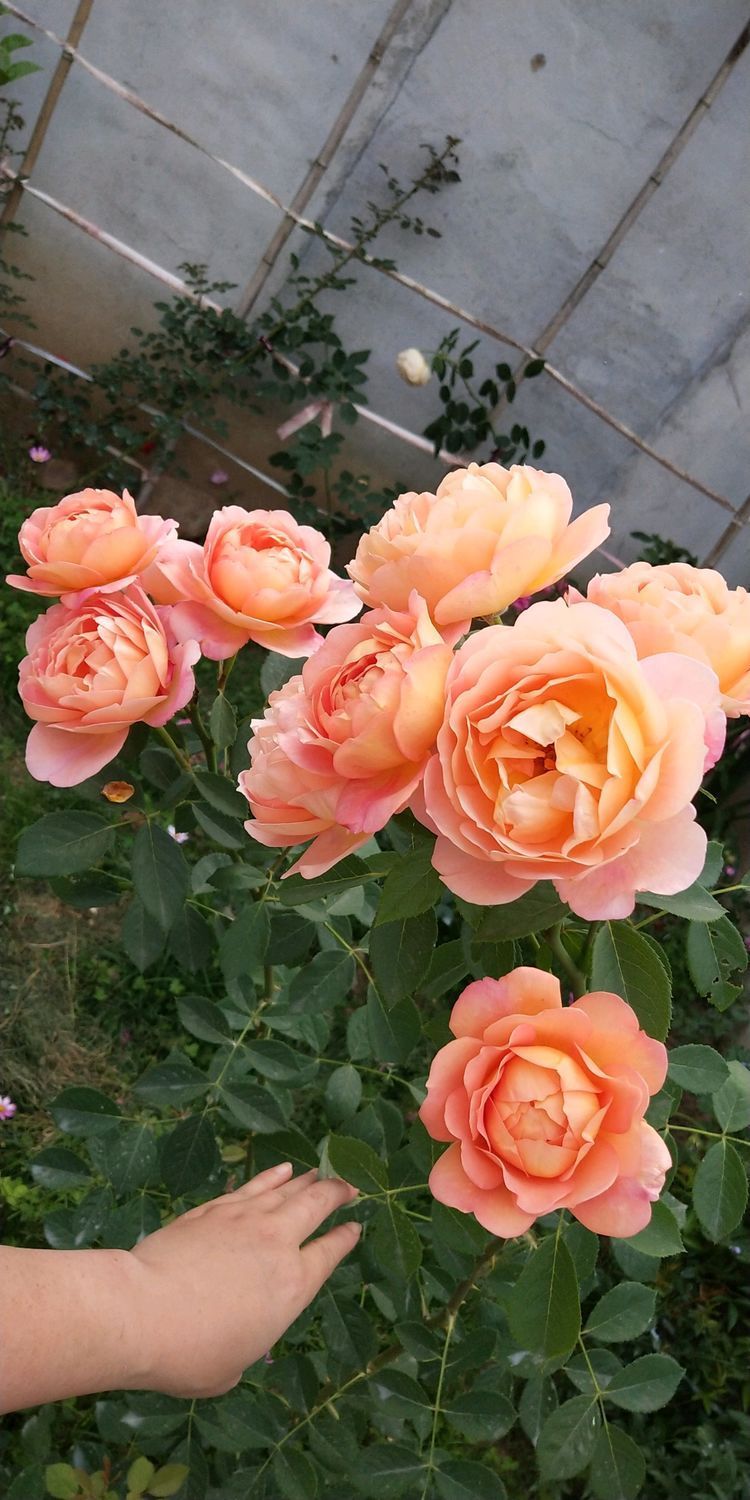 夫人|藤本花卉选“夏洛特夫人”，全年开花，花量丰富，阳台变花园