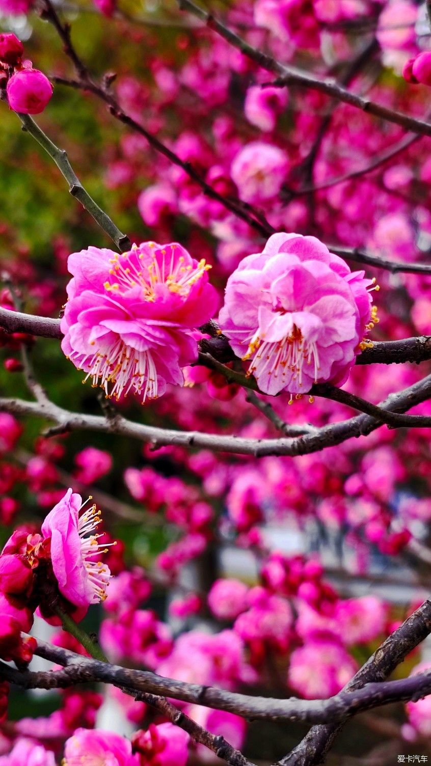 【爱卡踏青季】花枝俏