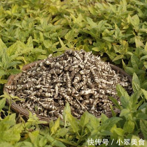  儿时当零食吃，每次到山里挖几十斤，如今成咸菜明星，一斤20多元