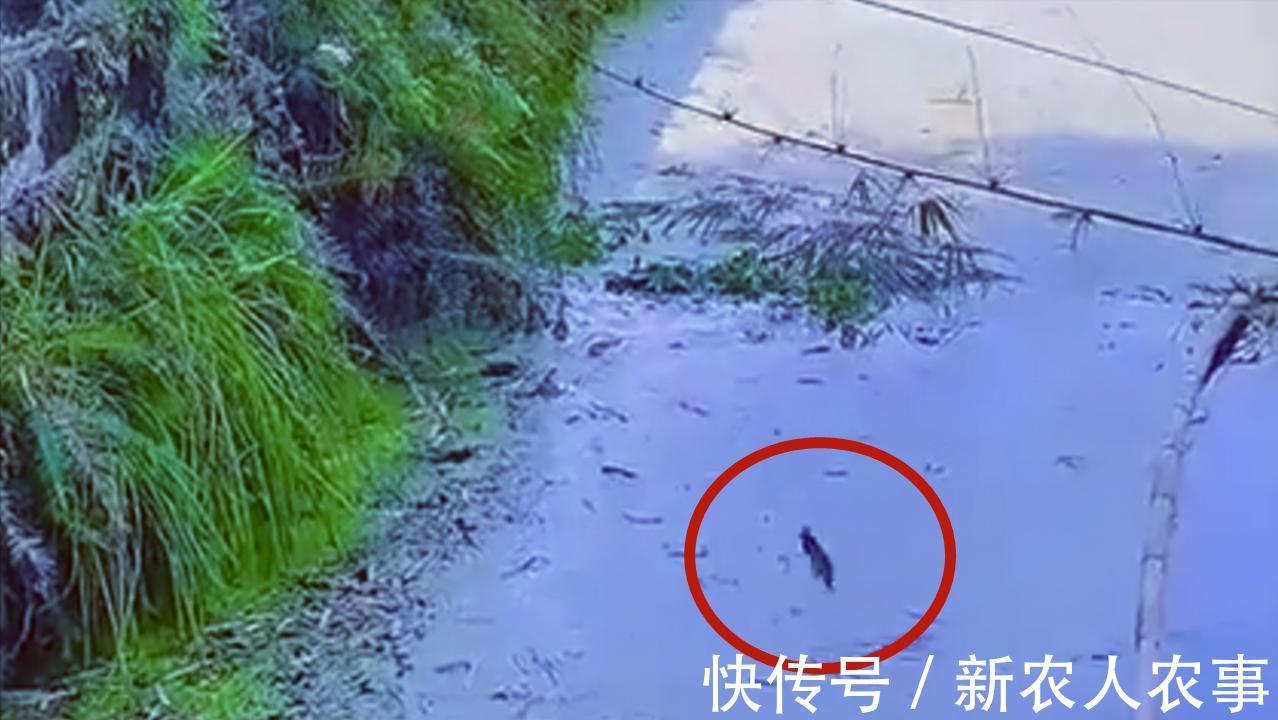 爷爷|重庆爷孙三人组团钓鱼,萌娃起竿就是一条鱼,网友:爸爸情何以堪