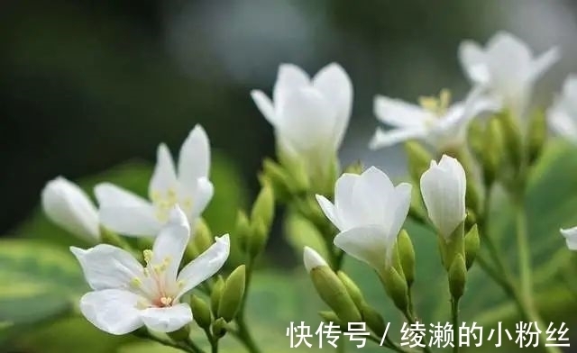 异性|2022年桃花运最旺的4个生肖，个人魅力很强大，异性缘越来越好