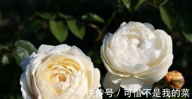 奥斯汀|推荐15种欧月月季任你选,开花最多、花量最大,超美!