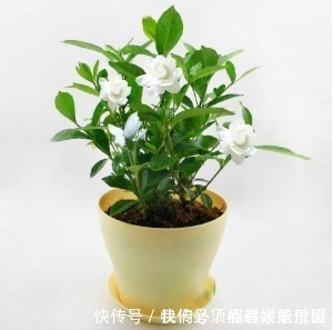 蚯蚓|什么废油、黄豆水都不如这种水,浇啥旺啥,是真正的“万能水”!