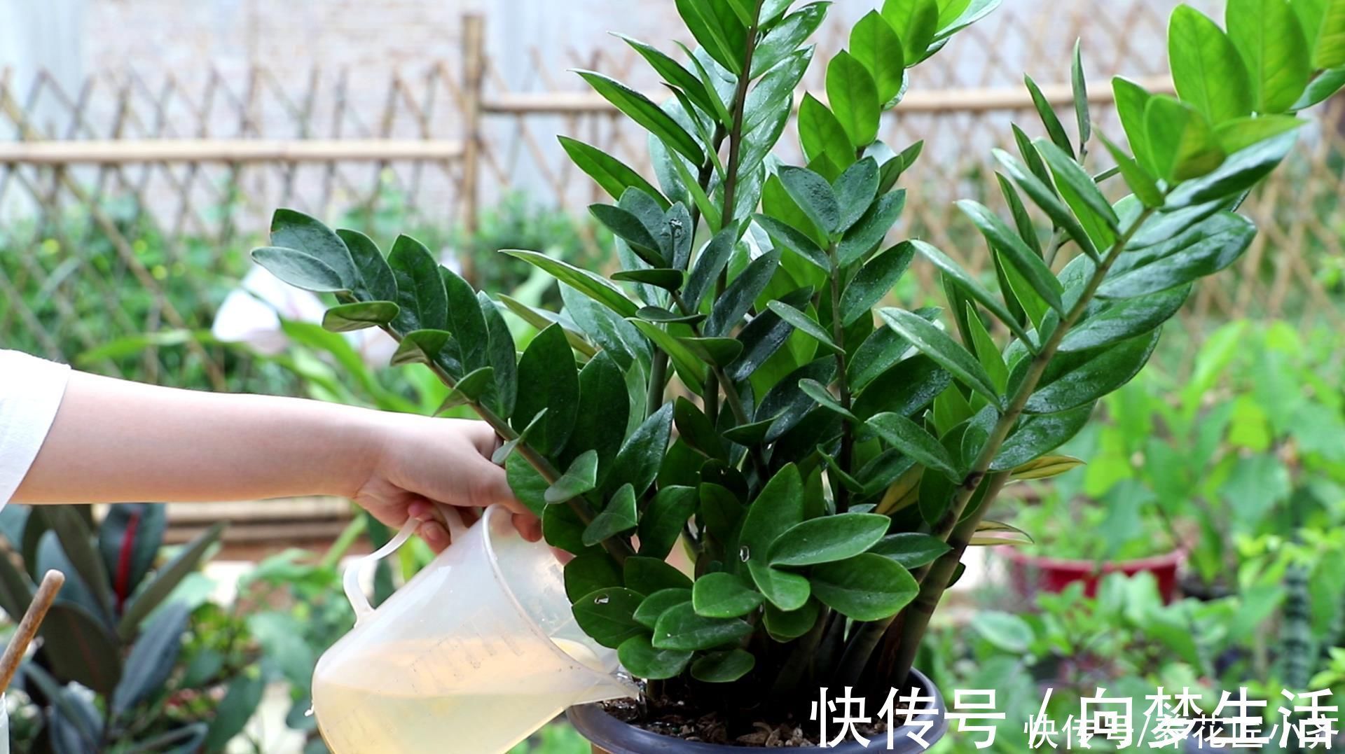 根系|金钱树养不好？要了解它的“根”，浇水施肥掌控好，不烂根不黄叶