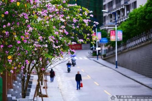 广西龙胜：民族山城，紫荆花开