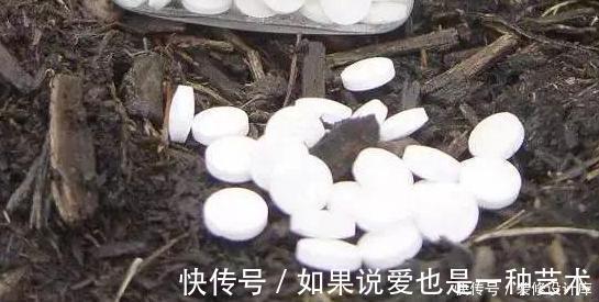 操作方式|养花别再买多菌灵了，用它来代替，植株生根快，还能省下不少钱