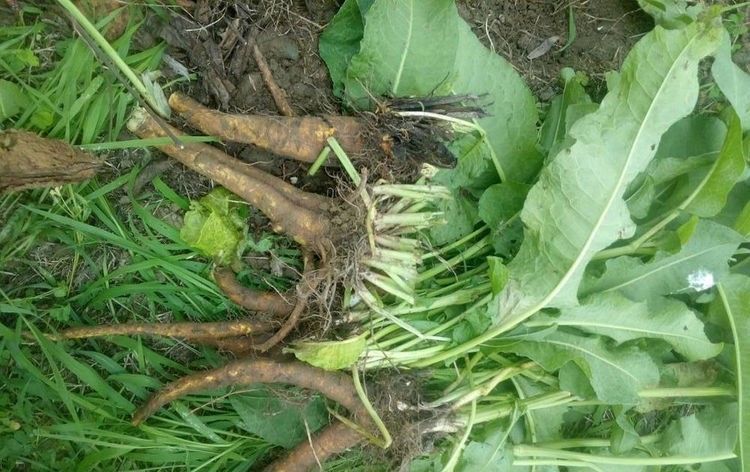 药用价值|农村人称它“土大黄”,乡下无人问津,殊不知它是有名金不换