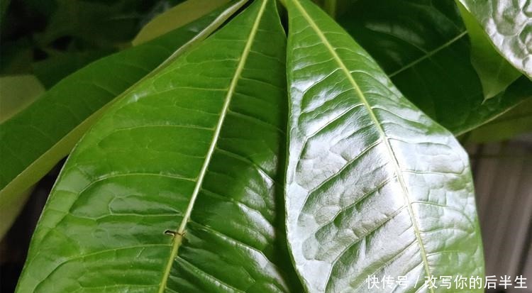 家养发财树,学会这“3件事”,轻松养得旺,叶片油绿!