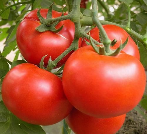 寒冷冬季，要堅持吃三種食物，補氣養血，增強抵抗力，身體棒棒噠