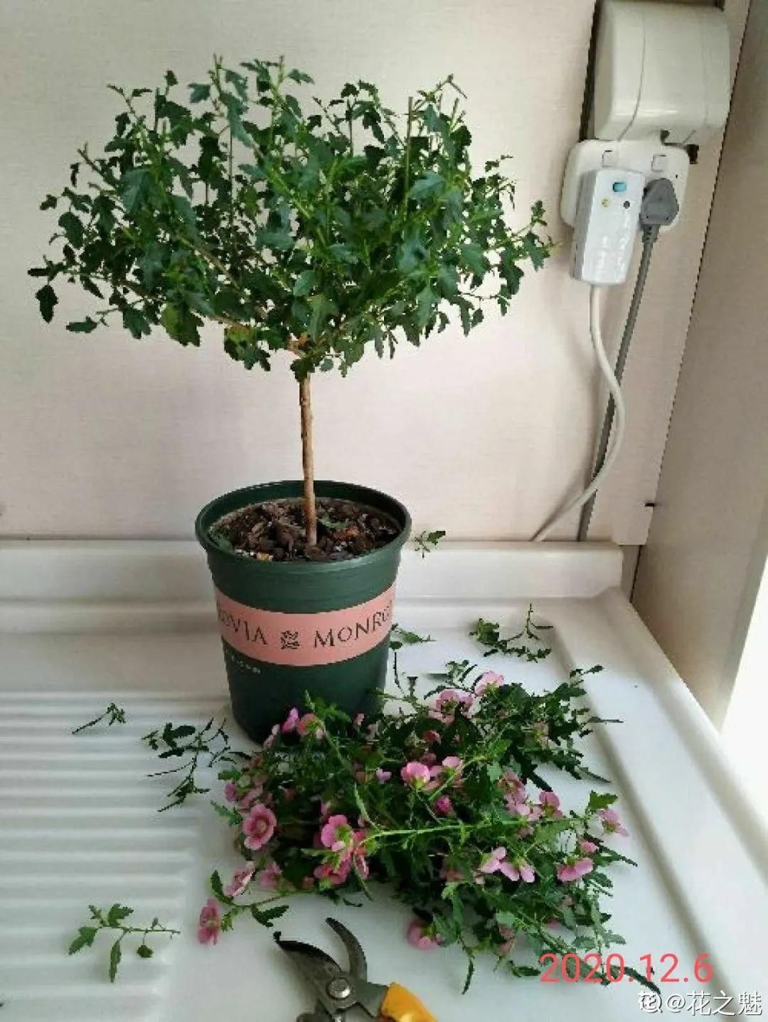 棒棒糖|从养花大神家，偷来3个爆花技巧，快学，24小时后删