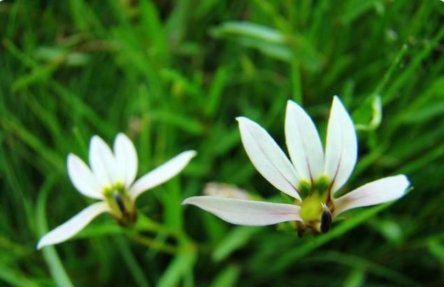 有效成分|一味能“去热邪散各种无名肿毒,除湿气消一身水肿湿疮”的良药