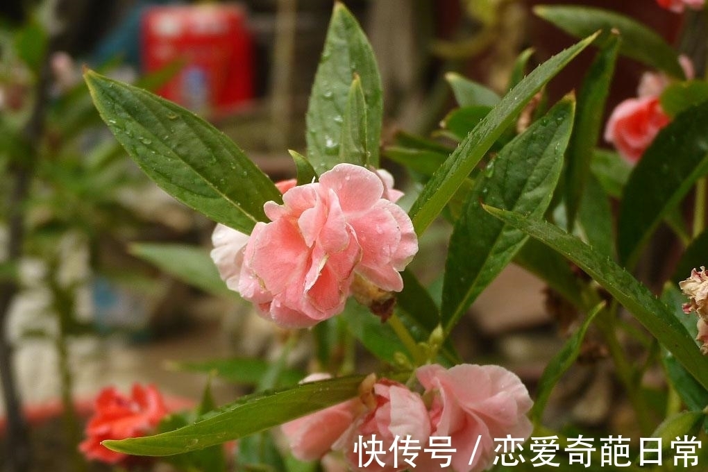 观赏价值|儿时男孩拿来当玩具,女孩用来染指甲,如今方知其价值,不容忽视