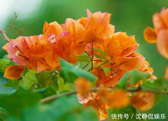 夏天|夏天养菊花不如养这些花卉,越热长得越好,放在阳台,晒晒变花海