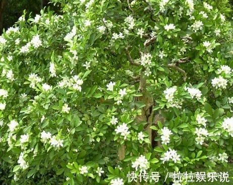 有钱人都喜欢这三种绿植,升值潜力巨大,既上档次又好看