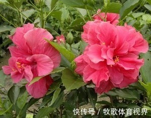 被名字耽误的2种花,颜色艳丽皮实好养,家里“老人”不喜欢