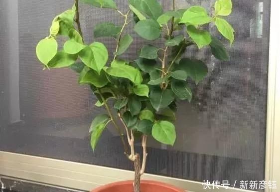 这16种花冬天越浇越死,3个月不管,反而长高个