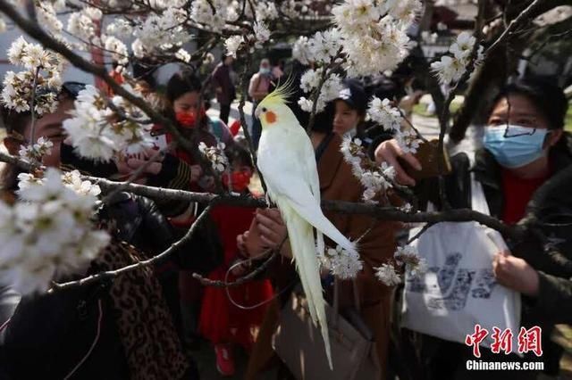 唐山|南京春意盎然 鸡尾鹦鹉“赏”樱引围观