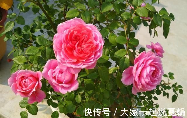 养护|花期最长的盆栽花，全年都开花，漂亮又芳香，养护容易，值得栽培