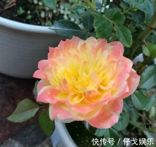 是一款长得像菊花的月季,赶紧来安利下,可千万要注意