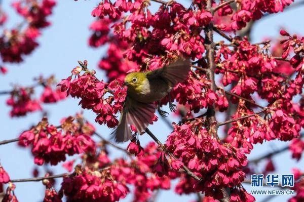 老年|鸟语花香春色美[组图]