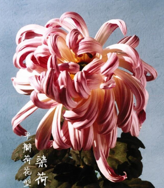 喜欢菊花，不如养盆“菊中珍品”，似嫦娥奔月，玲珑可爱