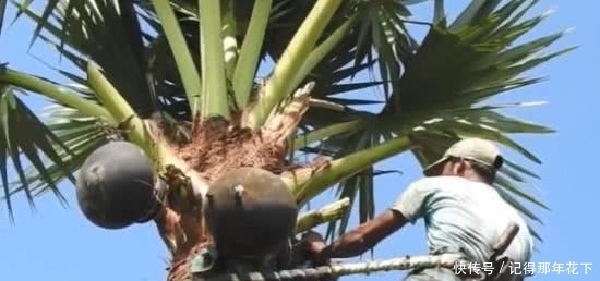 非洲一种产“奶”的树,让当地人喝奶比喝水更容易,并且美味可口