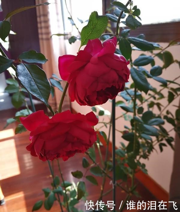 八种以“香”闻名的月季花,花开一朵,满屋子香气,养护也简单!