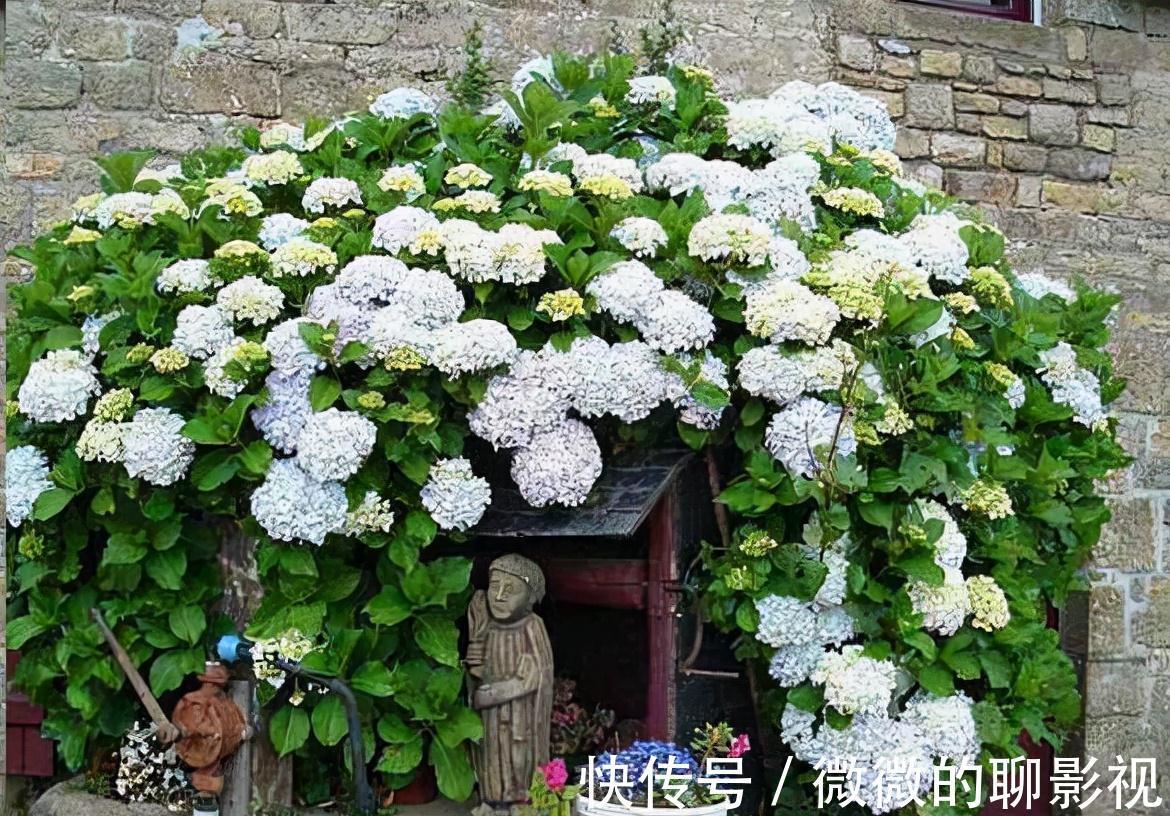 网传3大错误养花技巧,阳台客厅都不同,南北差异就更大