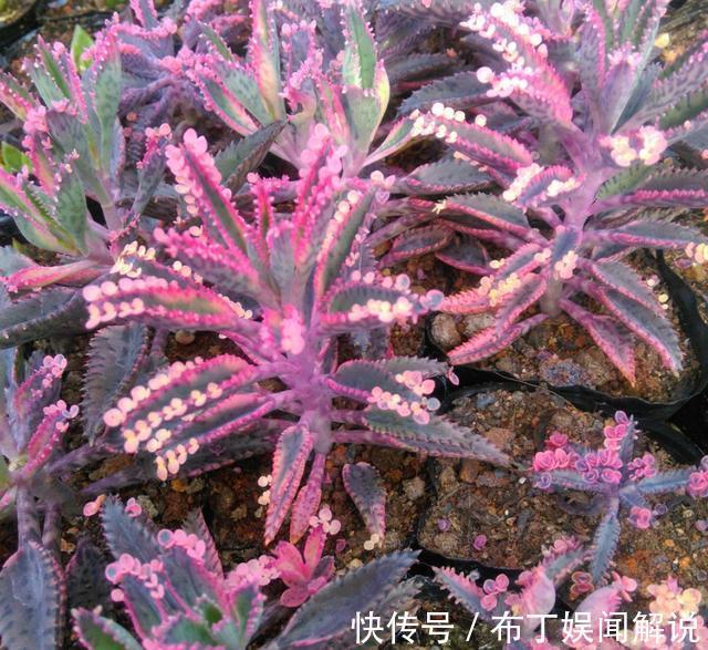 养花就养3种“贱花”,耐热耐晒更耐旱,满屋都飘香,夏天也爆盆