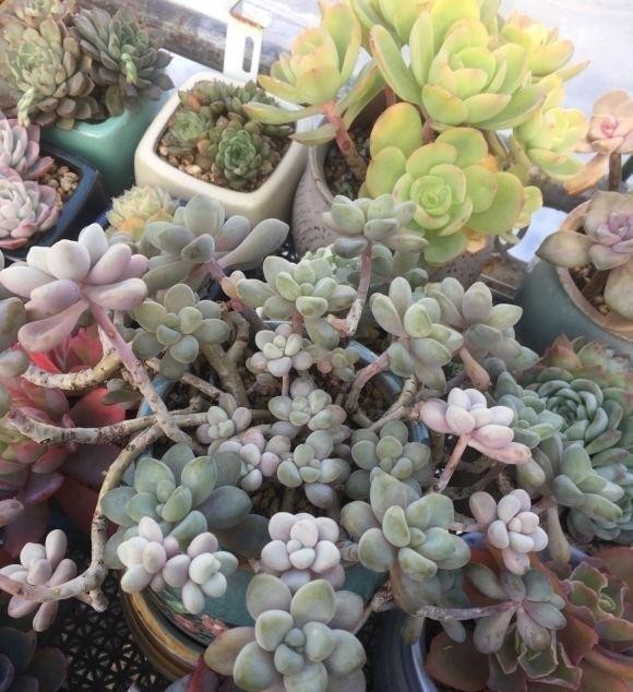  光灯|冬季养多肉，面临缺光问题，使用补光灯时，使用方式要用对