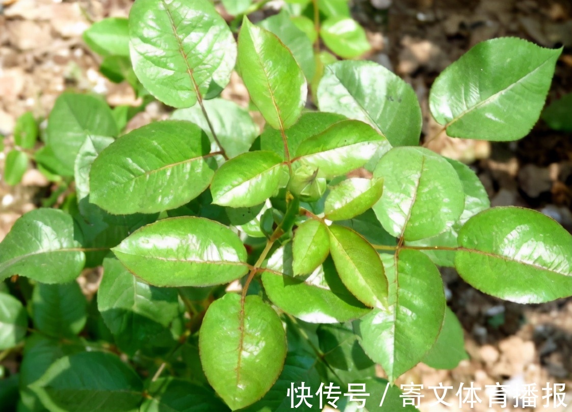 植物|养花最“坑人”的妙招,老花匠都不敢用,养花新手一定别尝试