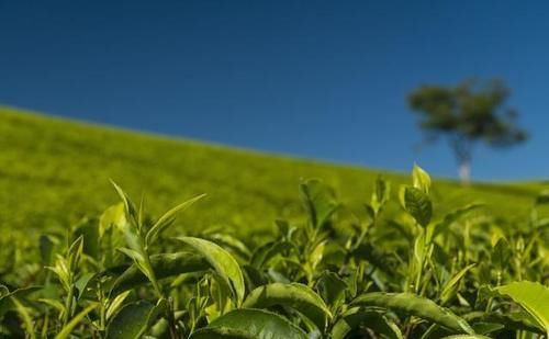 喝完茶胃很饿：茶多酚里这类物质高达75%，多喝