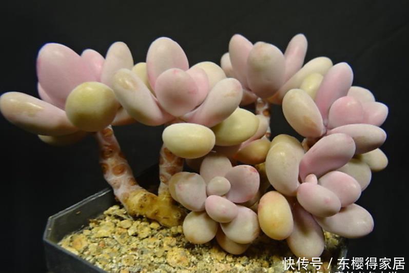 美杜莎|多肉长根就等于成活，但最难的就是发根，有啥办法能加速发根呢？