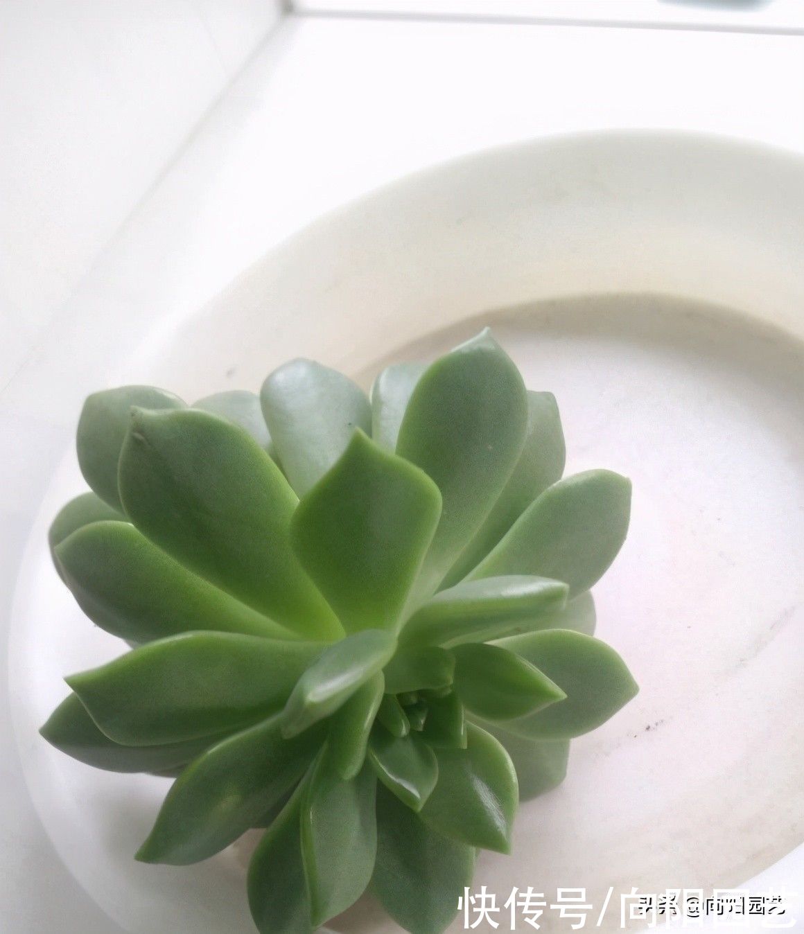 多肉还是别人家的好，别人养的红彤彤，自己养得绿油油，差在哪？