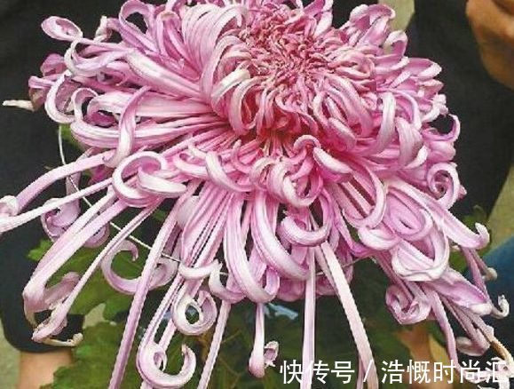 喜欢养菊,不妨养“稀有菊花”菊渊雅韵,似美人起舞,灵动飘逸