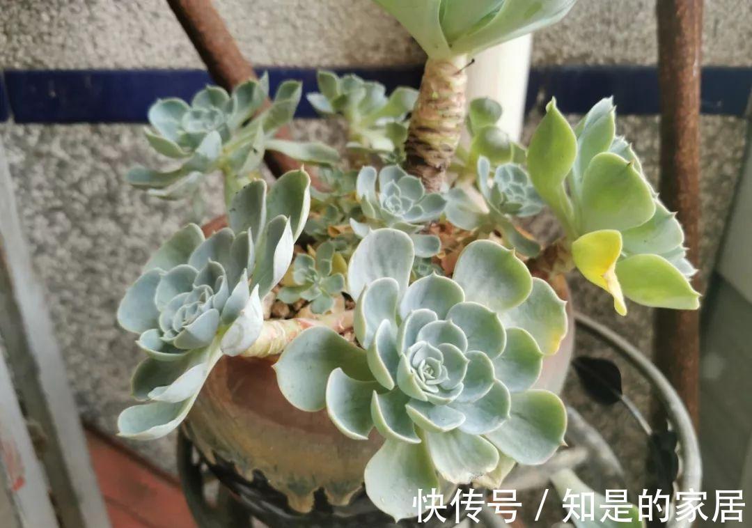 多肉|给花赶紧摘叶子，掐光后别浇水，立马又冒10个芽