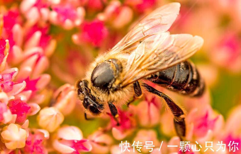 适当埋点小颗粒,长寿花顺利开花,期限长