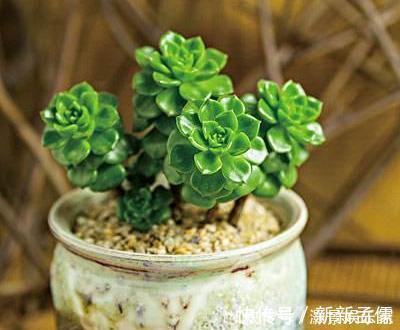 养护|多肉“蒂亚”还在充白菜3个小技巧，浑身红彤彤，颜色最耀眼