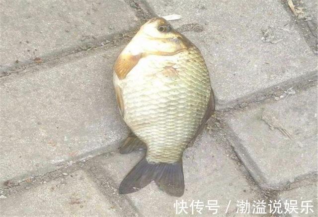 钓鲫鱼时子线长度如何选择,资深钓友为你解疑,钓鲫鱼的最佳长度