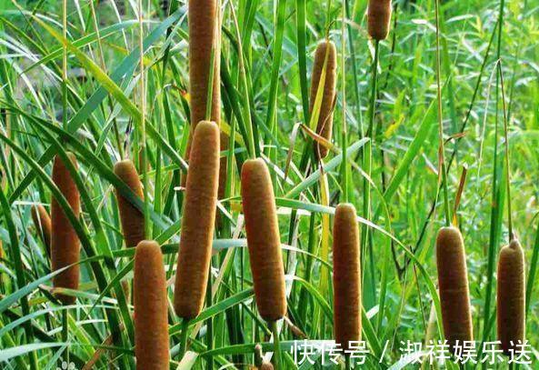 火腿肠|路边水沟里,长满火腿肠,比花还好看,赶快采一把,一年吃不完