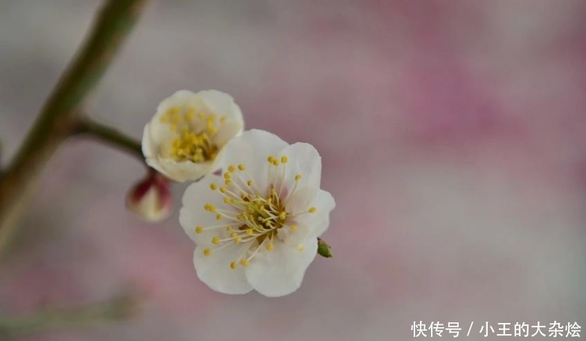 成语|这个成语如今用来骂人,可它当初却是极佳的赞语,一般人享用不起