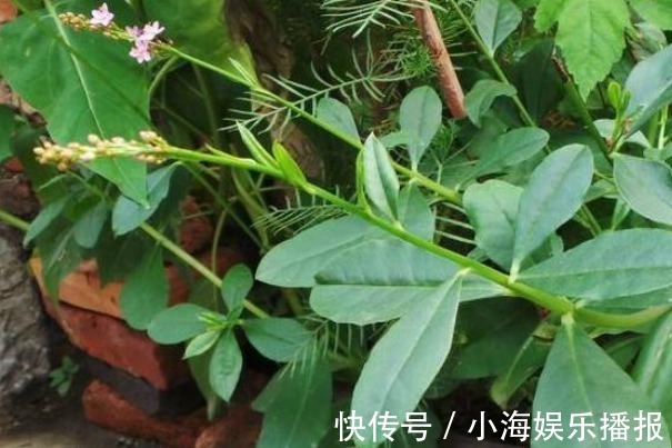 人参菜|农村的一种“假人参”，可吃可入药、营养非常大，见到不要错过