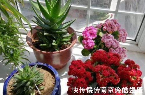 4种植物最适合懒养,十天半个月不用浇水,照样长势旺