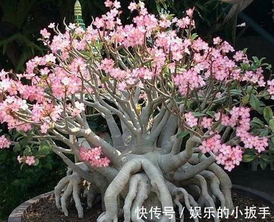 上班忙,没时间养花,这几盆懒人花你要知道,打理起来更省心