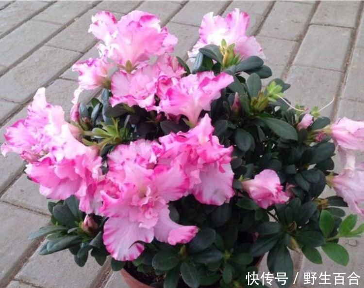 春天已到,这几款花卉养在家里,浇水越多长得越旺