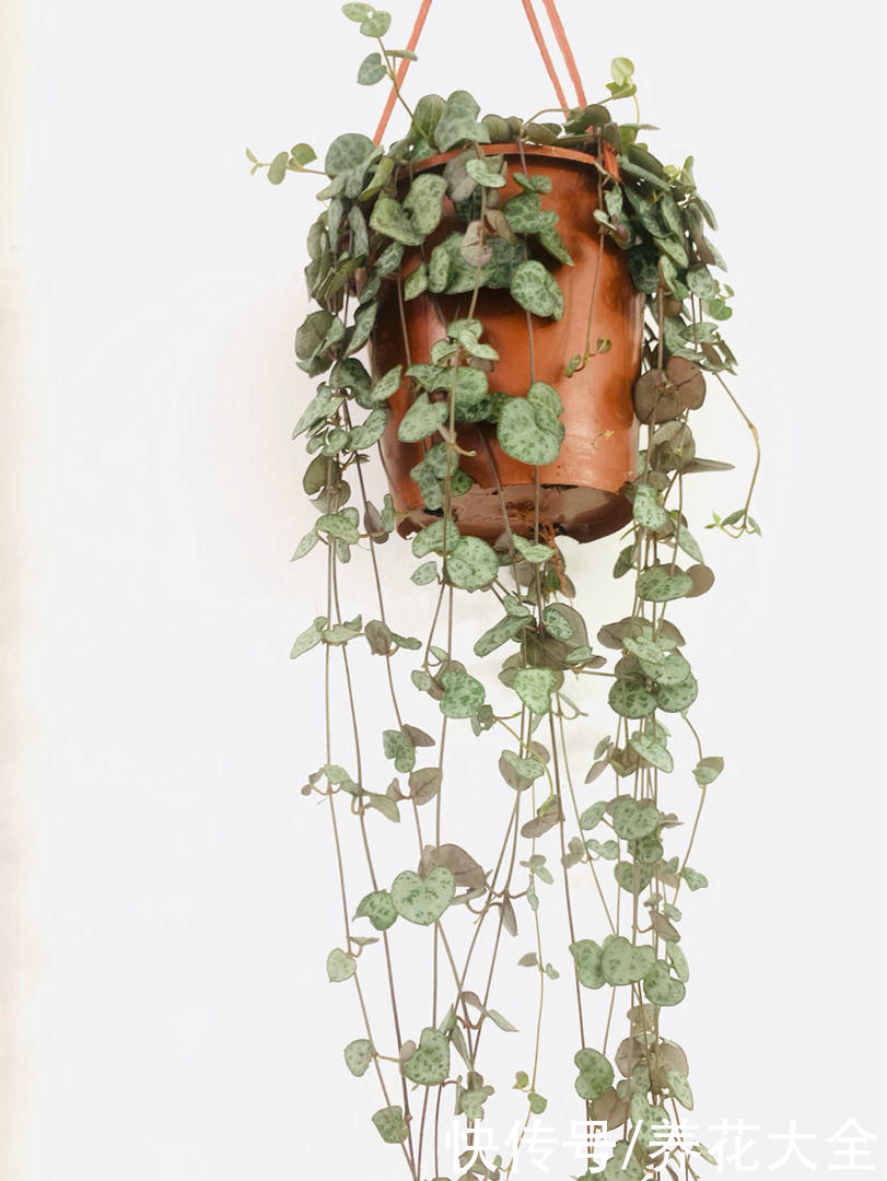 不耐晒的多肉，看看你家的有没有上榜，赶紧从太阳底下收起来