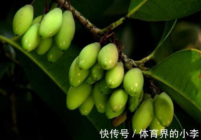 这2种花你确定不养吗,随便都能扦插繁殖,越养越多还能卖